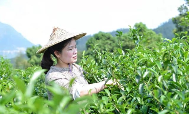 梅占茶的功效与作用是什么（一分钟带你了解梅占是什么茶）