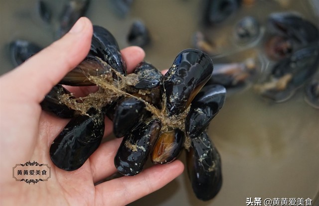 水煮海虹的正确做法是什么（老渔民手把手教你煮海虹）