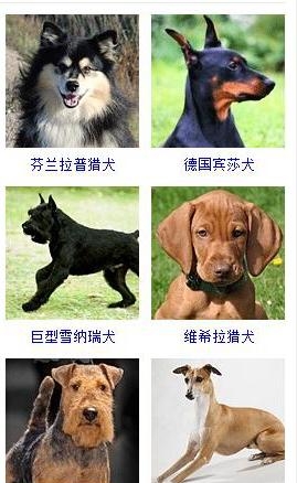 宠物狗的品种大全（盘点45种名犬可爱图片）