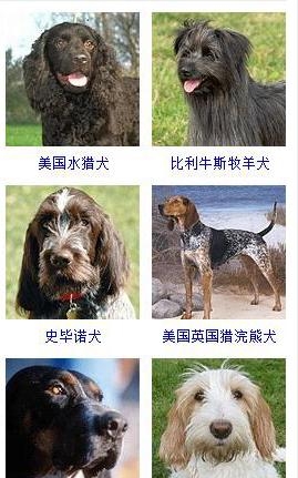 宠物狗的品种大全（盘点45种名犬可爱图片）