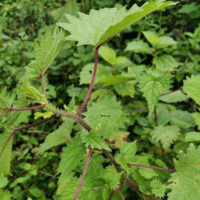 火麻是一种什么植物（火麻可以食用吗）