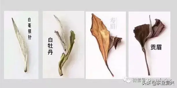 陈皮白茶对胃好吗（揭秘陈皮白茶到底伤不伤胃）