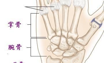 腕骨的准确位置及功效（关于腕骨穴的知识分享）