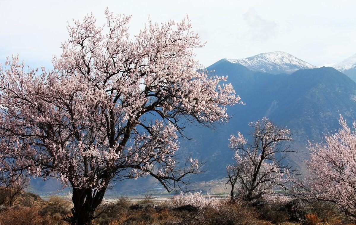 桃花的花语和寓意（桃花的3种花语意义）