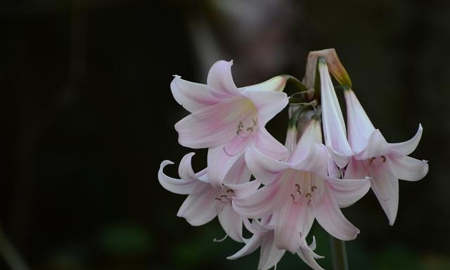 百合花图片有哪些呢（百合鲜花你见过多少）