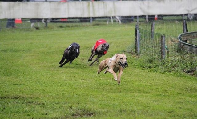 惠比特犬的优缺点有哪些（详细介绍惠比特犬附图片）