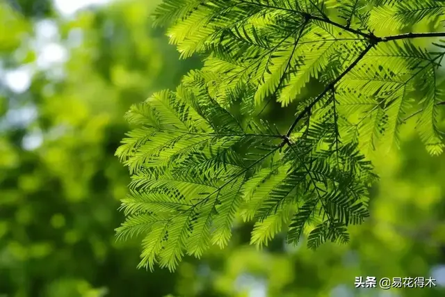 水杉是什么植物（国家一级保护濒危珍稀植物水杉）