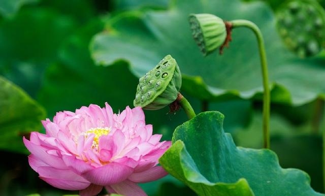 荷花图片大全高清壁纸（高清荷花摄影大赏）