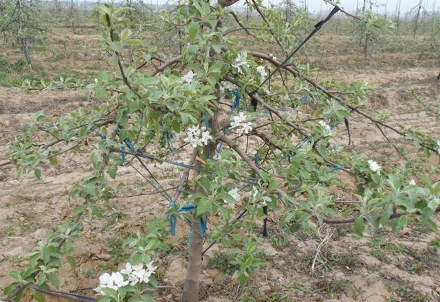 苹果开花期是几月份（苹果树花后病虫害防治要点）