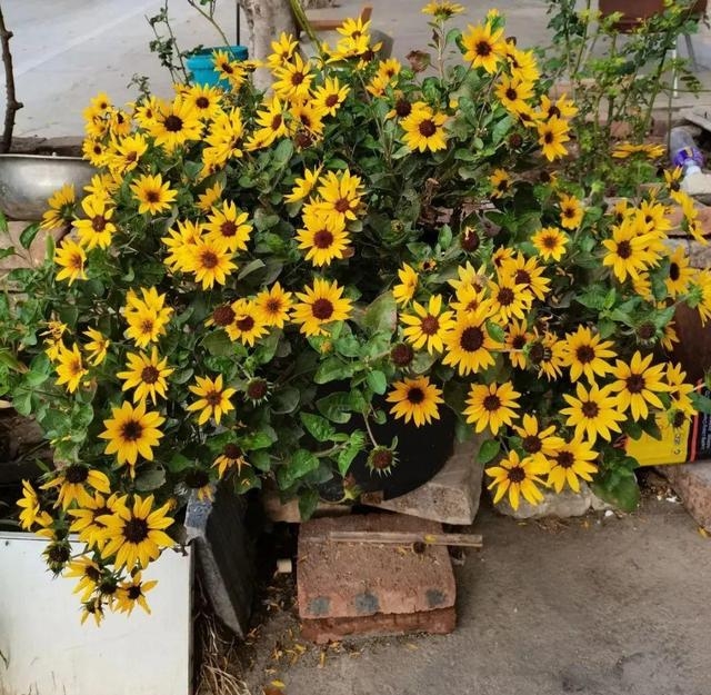 夏季有哪些花会开（这30种花在夏天开花）