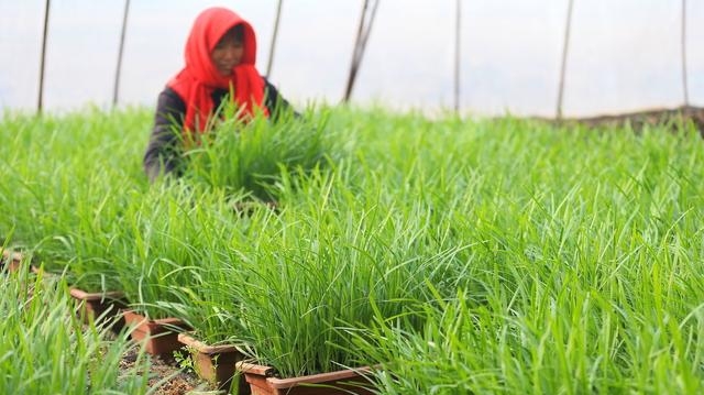 韭菜15天了为什么不长出来（花盆种植韭菜不发芽的原因）