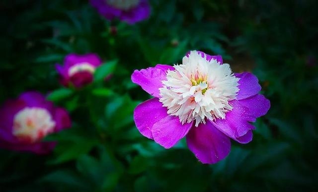 芍药春天种植可以吗（春季栽芍药及养护方法）