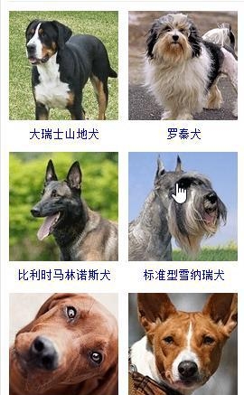 宠物狗的品种大全（盘点45种名犬可爱图片）