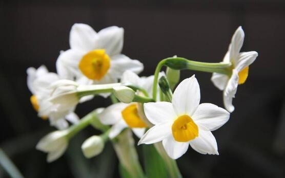 水仙花的寓意和花语（水仙花花语及象征）