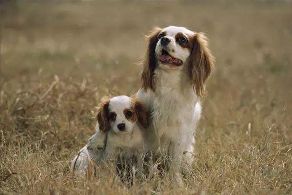 分享狗的品种排名大全图片（盘点热门45种名犬）