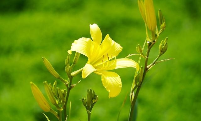 百合花图片有哪些呢（百合鲜花你见过多少）