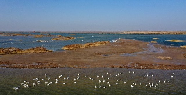 黄河入海口在哪个城市呢（鸟类国际机场唯美图片）