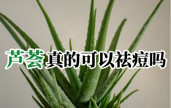 芦荟能去痘痘吗（使用芦荟的注意事项）