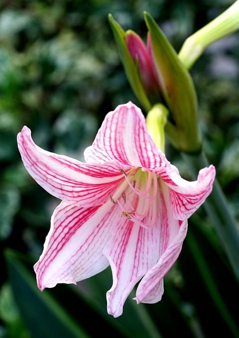 百合花图片有哪些呢（百合鲜花你见过多少）