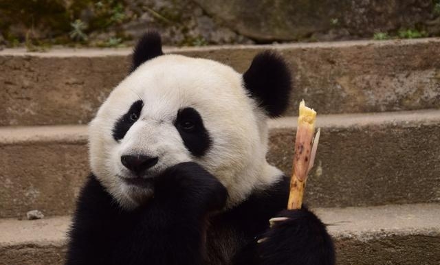 澳大利亚的国宝是什么（澳大利亚三大国宝介绍）