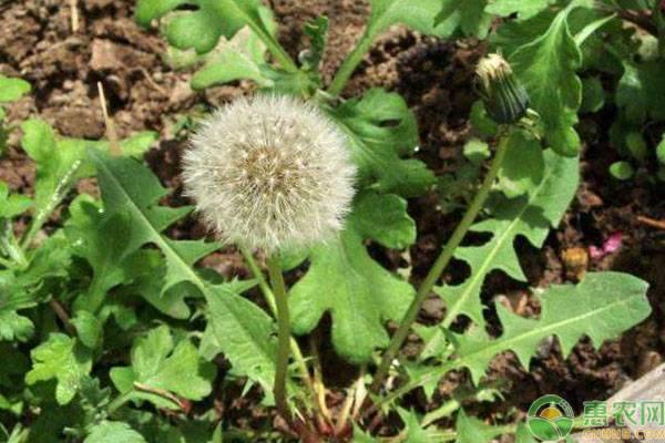 农作物传播种子的方法有哪些（植物怎样传播种子）