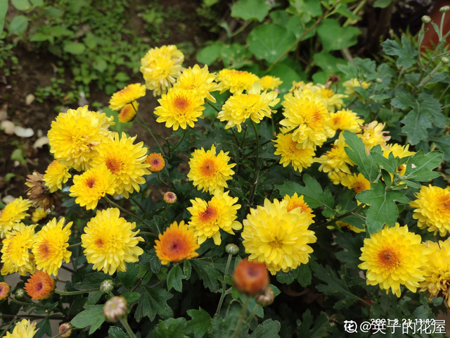 菊花代表什么象征意义（菊花的3个美好寓意）