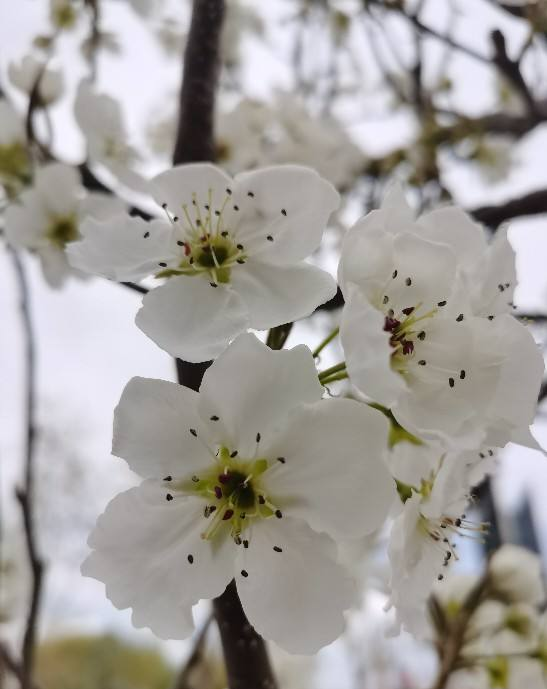 花种类大全名字及图片（80种常见植物图解）