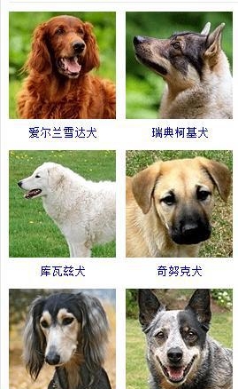 宠物狗的品种大全（盘点45种名犬可爱图片）