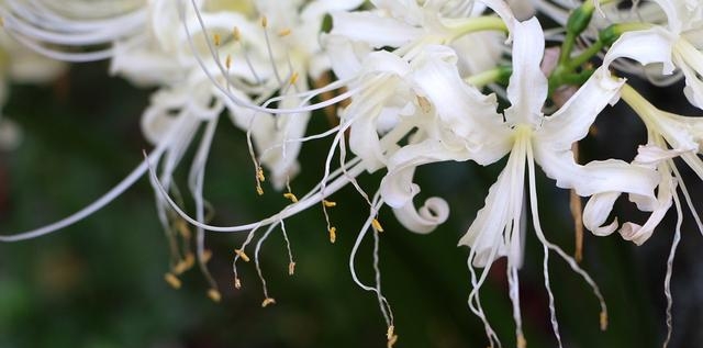 百合花图片有哪些呢（百合鲜花你见过多少）