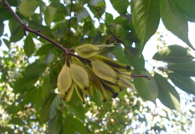 雄花的作用与功效介绍（分享杜仲雄花的4大价值）