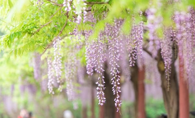 春天都开什么花（春天开放的十种花）