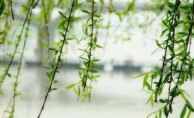 寒食节是几月几号（中国传统节日寒食节介绍）