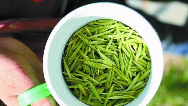 中国四大名茶是哪四大名茶（四大茶叶的介绍及图片）