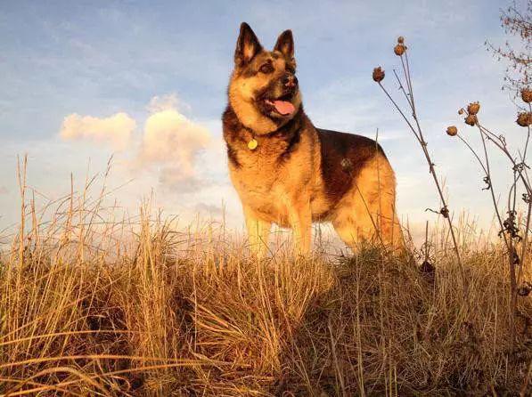 分享狗的品种排名大全图片（盘点热门45种名犬）