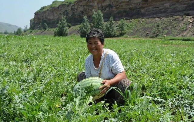 判断西瓜成熟最简单的方法是什么（分享三个小方法）