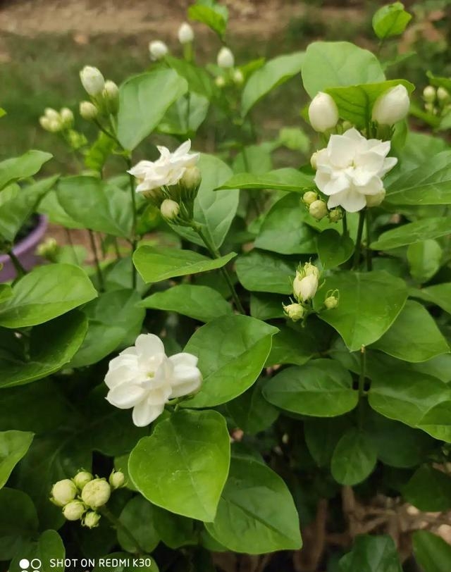 夏季有哪些花会开（这30种花在夏天开花）