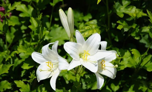 百合花图片有哪些呢（百合鲜花你见过多少）