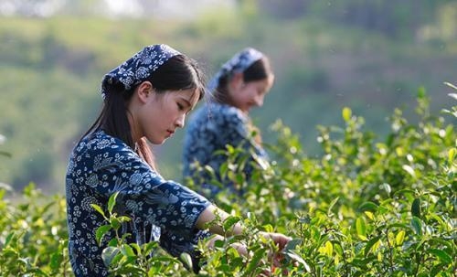 中国四大名茶是哪四大名茶（四大茶叶的介绍及图片）