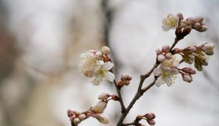 鸡鸣寺樱花开放时间是多久（鸡鸣寺樱花盛开时间是几月）