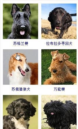 宠物狗的品种大全（盘点45种名犬可爱图片）