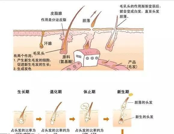 男生额头头发少什么原因（分享男人秃头应对方法）