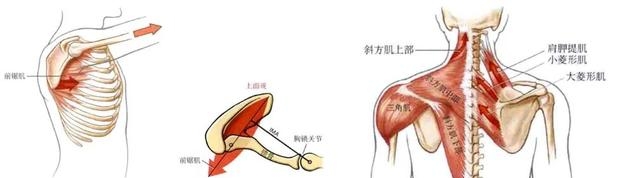 蝴蝶骨是什么样子的图片（蝴蝶骨是瘦出来的吗）