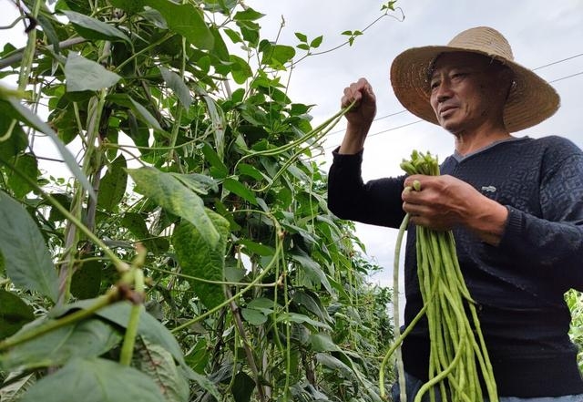 六月份种什么蔬菜好（六月份最适合种的4种蔬菜）