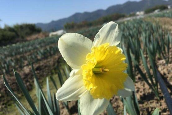 水仙花的寓意和花语（水仙花花语及象征）