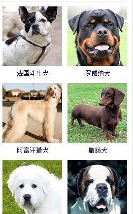 宠物狗的品种大全（盘点45种名犬可爱图片）