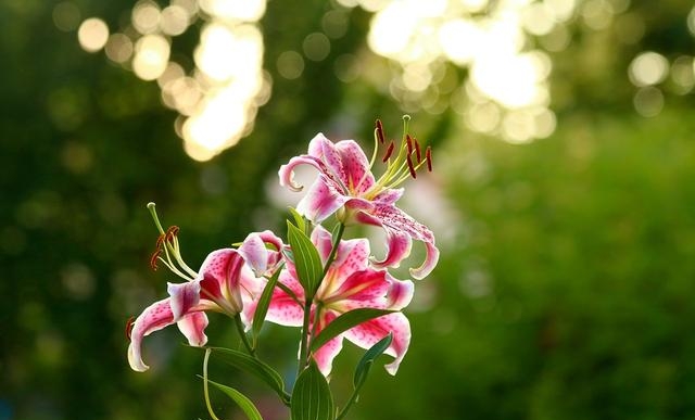 百合花图片有哪些呢（百合鲜花你见过多少）