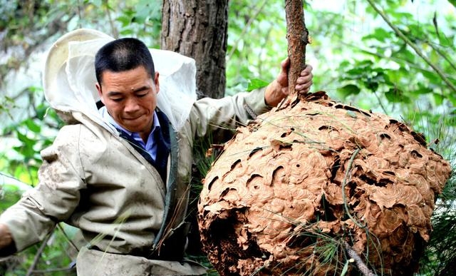 马蜂窝泡酒的功效和作用（马蜂窝泡酒能治疗类风湿吗）