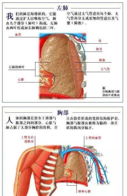 人体内部结构分布图分享（史上最全的人体各部位解剖全图）