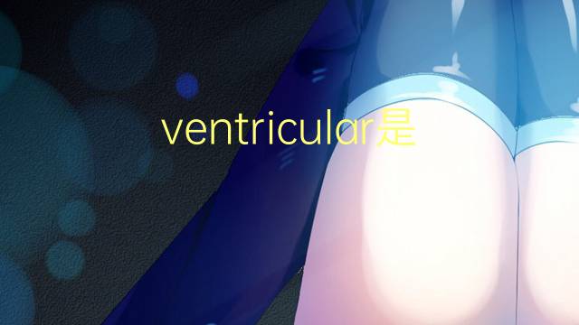 ventricular是什么意思 ventricular的翻译、读音、例句、中文解释