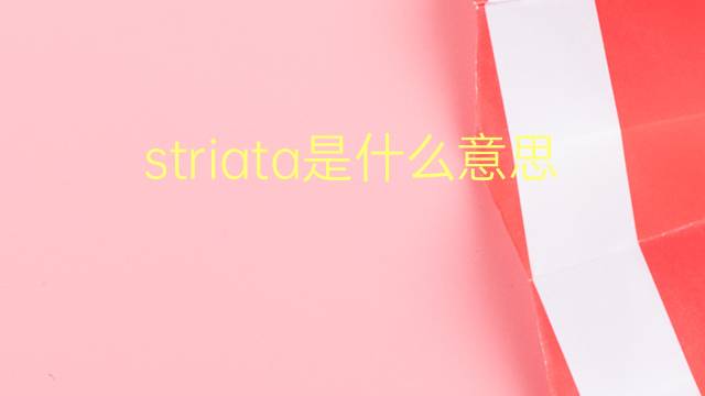 striata是什么意思 striata的翻译、读音、例句、中文解释